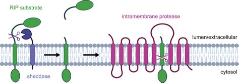 On The Track Of Intramembrane Clippers The Sppl2ab Proteases Caught