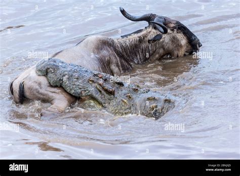 Wildebeest Crocodile Hi Res Stock Photography And Images Alamy