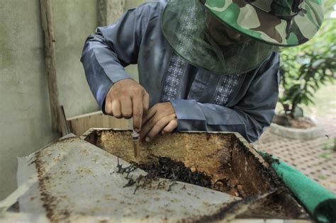 Rasakan Manfaat Budidaya Madu Lebah Trigona Gaya Hidup