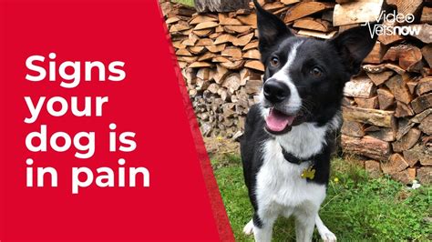 7 Warning Signs That Your Dog Is In Pain Hsacpet