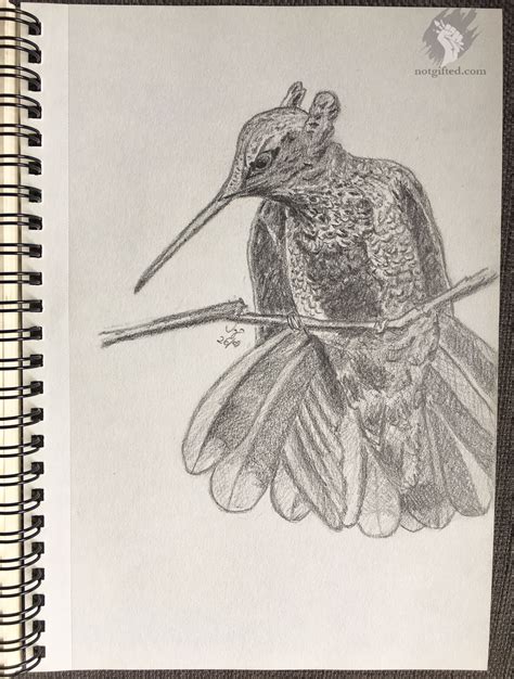 Colibrì drawing - NotGifted