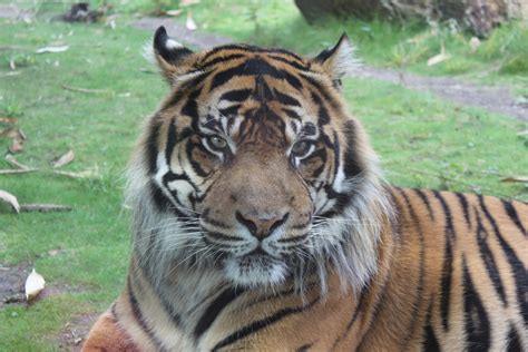 Free Images Wildlife Zoo Fauna Whiskers Tiger Vertebrate Big