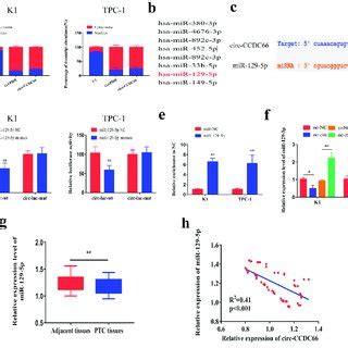 Knockdown Of Circ Ccdc Suppressed Proliferative Migratory And