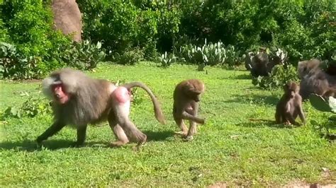 The African Wildlife Baboons Youtube