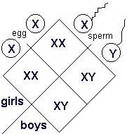 Teacher S Study Guide For Lesson Twelve Sex Determination Chromosomes And Mosaicism