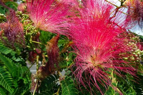 Flowers Of Persian Silk Tree Or Pink Silk Tree Albizia Julibrissin In Bloom Stock Image - Image ...