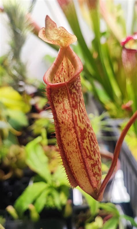 Nepenthes X Miranda Tropical Pitcher Plant Furniture Home Living