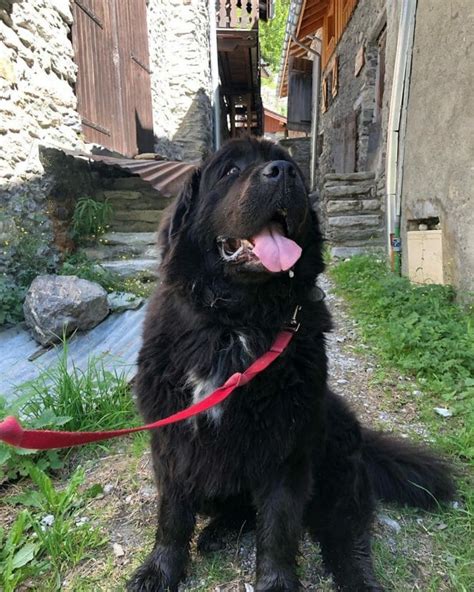 14 Perfect Facts About Massive Newfoundland Dogs - Page 2 of 4 - PetPress