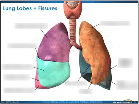 Lung Lobes Fissures Diagram Quizlet