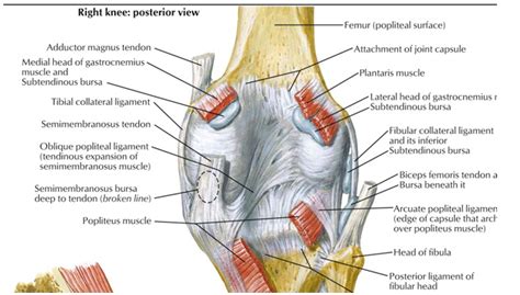 Anterior Knee Diagram Quizlet