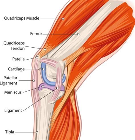 Knee Joint Diagram Blank | Best Diagram Collection