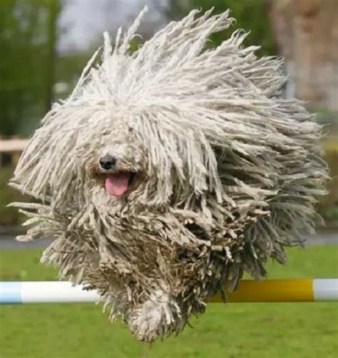 The Komondor Stunning Interesting Facts