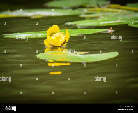 Yellow water lily Stock Photo - Alamy