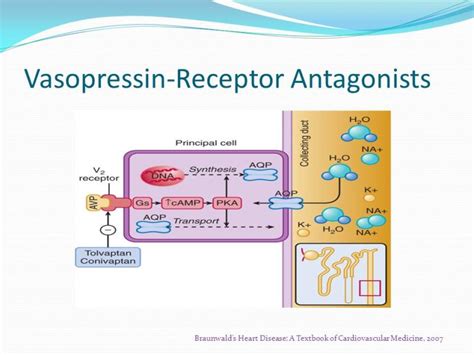 Vasopressin Antagonists Market Size To Worth US 2 7 Billion