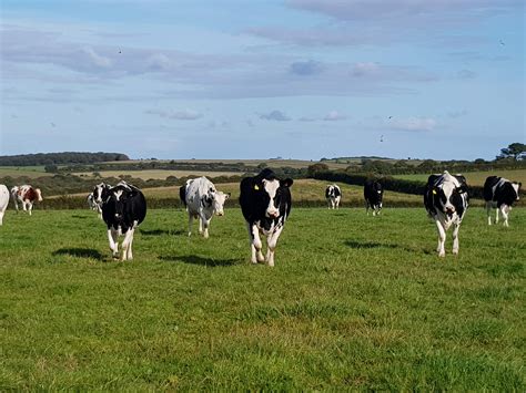 Green Cow Dairy – Cornwall Cows - Green Cow Dairy - Cornwall