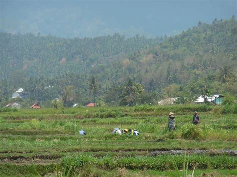 Dkp Klu Lindungi Hektare Sawah Dengan Lp B Lombok Post