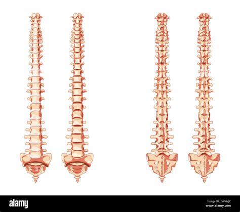 cantidad milagro barbería human vertebral column anatomy Amanecer