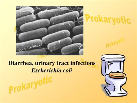 Ppt Archaebacteria Powerpoint Presentation Free Download Id 3126874