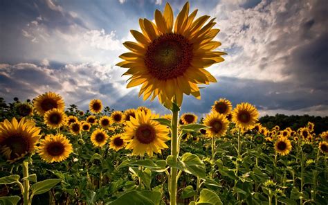 Salvapantallas De Girasol Girasol Fondo De Escritorio X