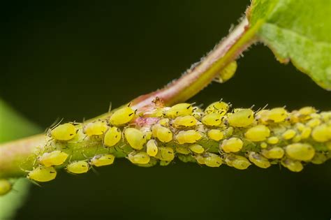 How to identify and control aphids | Cropaia