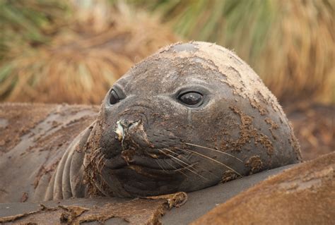 A fun fact about Elephant seals: they (and Monk seals) are the only ...