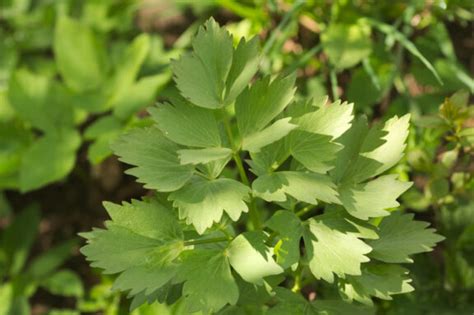 Liebstöckel Maggikraut Aus Dem Kräutergarten Plantura