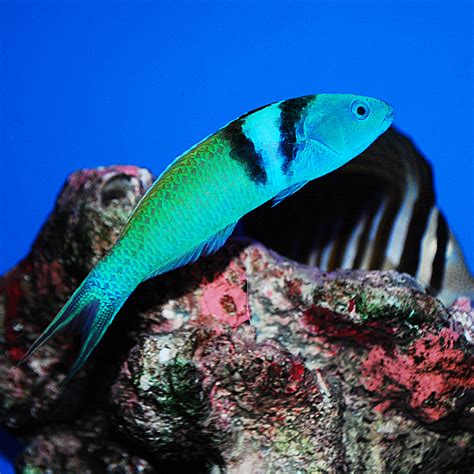 Bluehead Wrasse