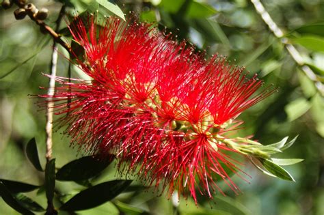 Bottlebrush Flowers Plant - Free photo on Pixabay - Pixabay