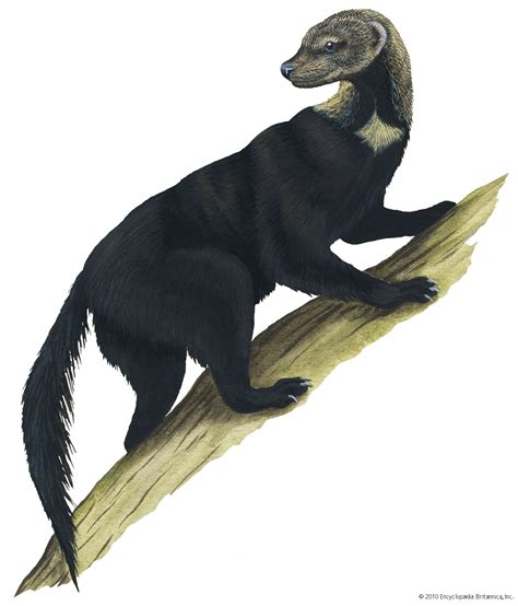 Tayra | Mustelid, Omnivore, Tropical America | Britannica