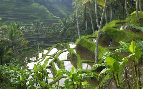 Rice Fields Bali Indonesia Wallpapers - Top Free Rice Fields Bali ...