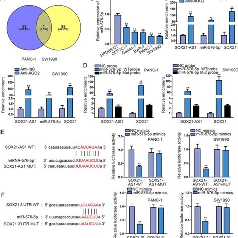 SOX21 AS1 Acted As A CeRNA To Target MiR 576 5p SOX21 Axis A Venn