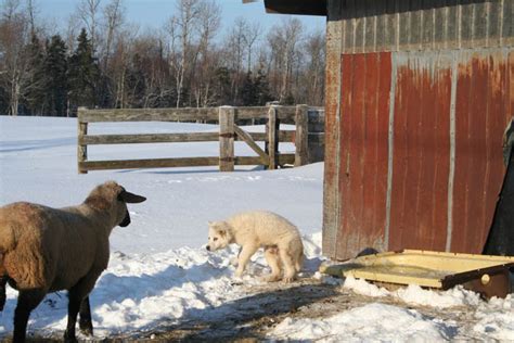 Sheep | Purebred Sheep Breeders Association of Nova Scotia