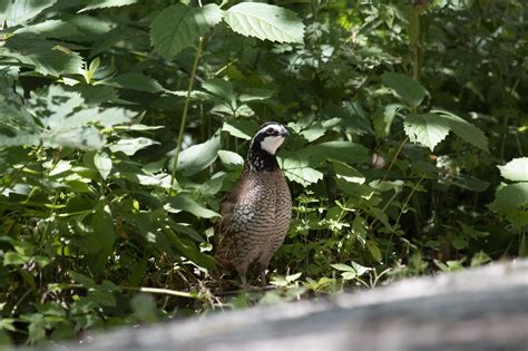 Northern Bobwhite Great Bird Pics