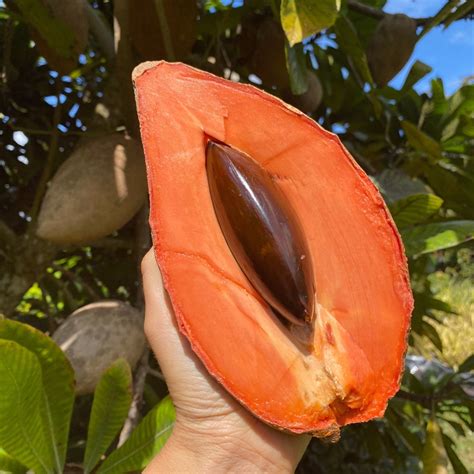 Mamey Buy Mamey Sapote Online From Miami Fruit