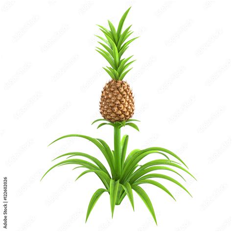 Whole pineapple plant with stem and green leaves isolated on white ...