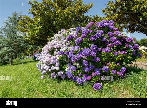 Flores Macr Phylla De Hortensias De Color P Rpura Oscuro Y Rosa P Lido