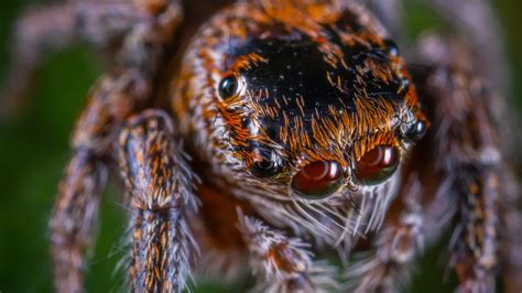 What are Jumping Spiders and 4 interesting facts to know - Spiders ...