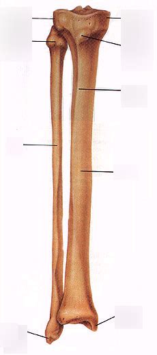 Fibula And Tibia Bone Markings Diagram Quizlet