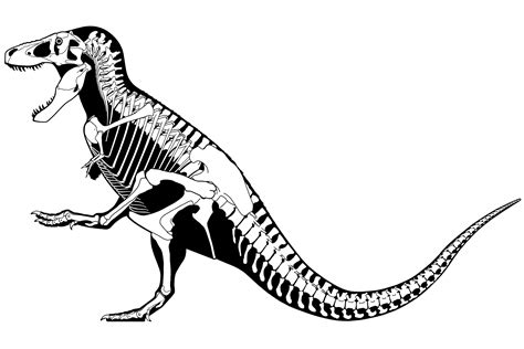 Tyrannosaurus Skeletal Diagram