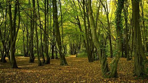 Heartwood Forest Visiting Woods Woodland Trust