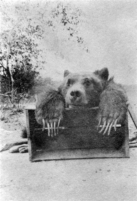 California Grizzly Bear | Extinct Animals