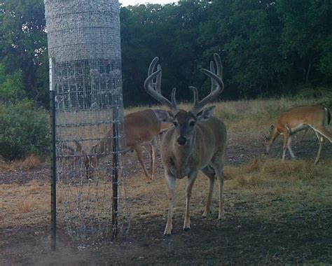 C4 Builds Wildlife Cottonseed Feeder 55 Off