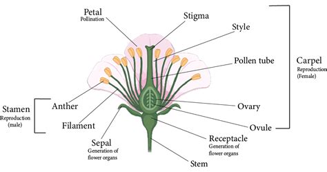 Sexual Reproduction In Flowering Plants Notes For NEET 2024 Free PDF