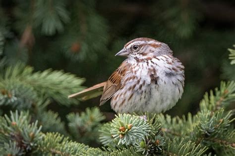 Song Sparrow Owen Deutsch Photography