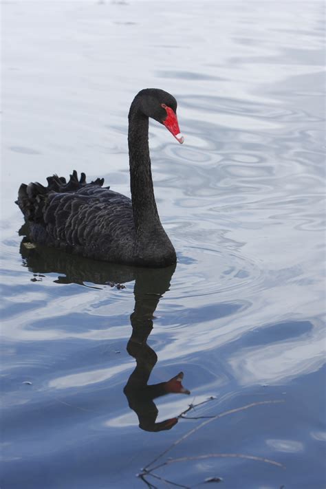 Саммари: Черный лебедь. Под знаком непредсказуемости