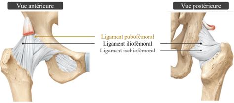 Ligaments De La Liaison Coxo F Morale Adapt E De Tortora Et Al