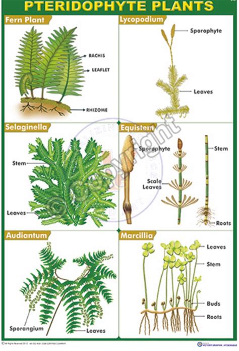 Pteridophytes Diagram