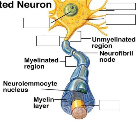 Myelinated Neuron Diagram | Quizlet