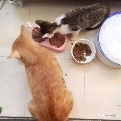 负责任的橘猫——在外面欠的风流债，绝育了也要还回来···