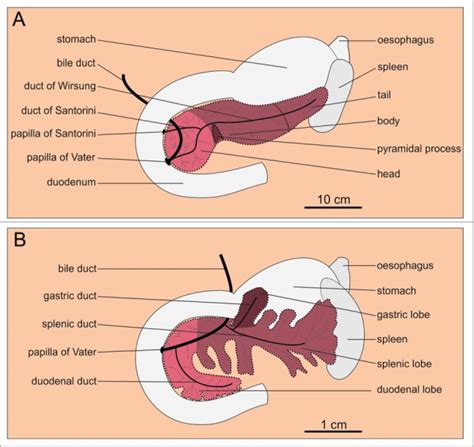 Hepatopancreas And Duodenum Model Structure Of Liver Spleen Blood